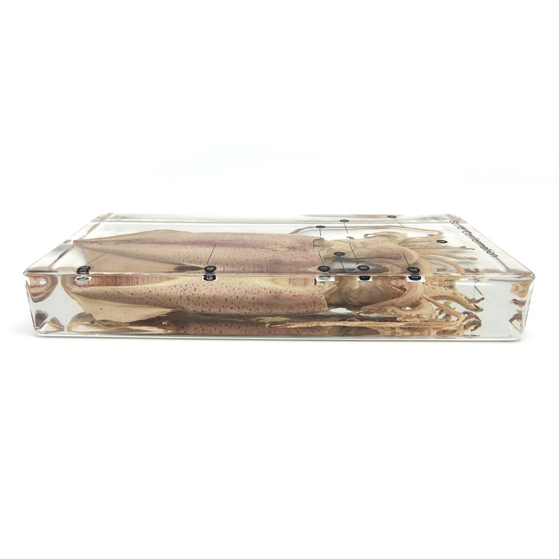 Squid Cuttlefish Conformation Specimen in Acrylic Block Paperweights Science Classroom