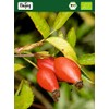 Biojoy Biojoy BIO-Hagebuttenpulver (1 kg), ganze Hagebutte schonend gemahlen (Rosa