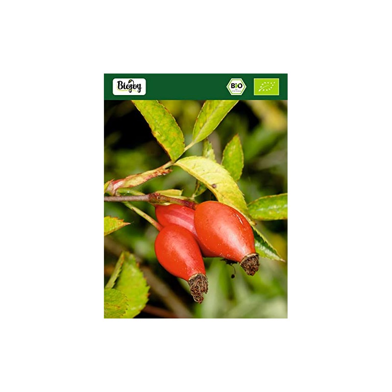 Biojoy Biojoy BIO-Hagebuttenpulver (1 kg), ganze Hagebutte schonend gemahlen (Rosa