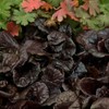 Perennial Farm Marketplace Ajuga r. 'Black Scallop' (Bugle Weed) Live