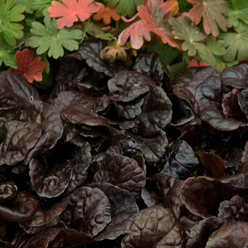 Perennial Farm Marketplace Ajuga r. 'Black Scallop' (Bugle Weed) Live