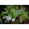 Pretty Little Orchids (3) Sharped-Lobed Hepatica (Hepatica Acutrloba)