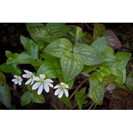 Pretty Little Orchids (3) Sharped-Lobed Hepatica (Hepatica Acutrloba)