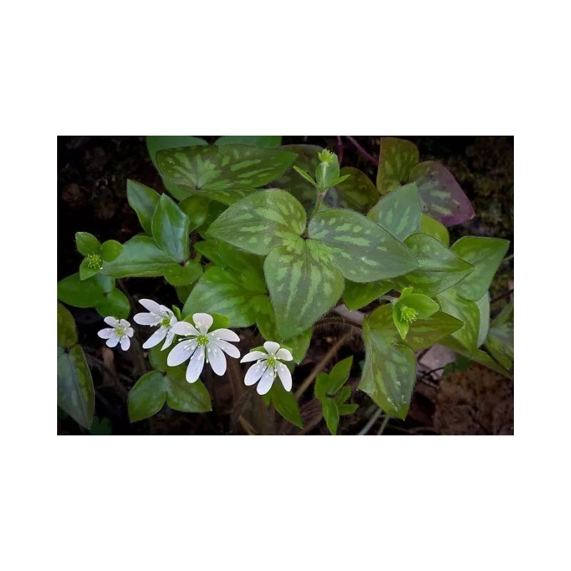 Pretty Little Orchids (3) Sharped-Lobed Hepatica (Hepatica Acutrloba)