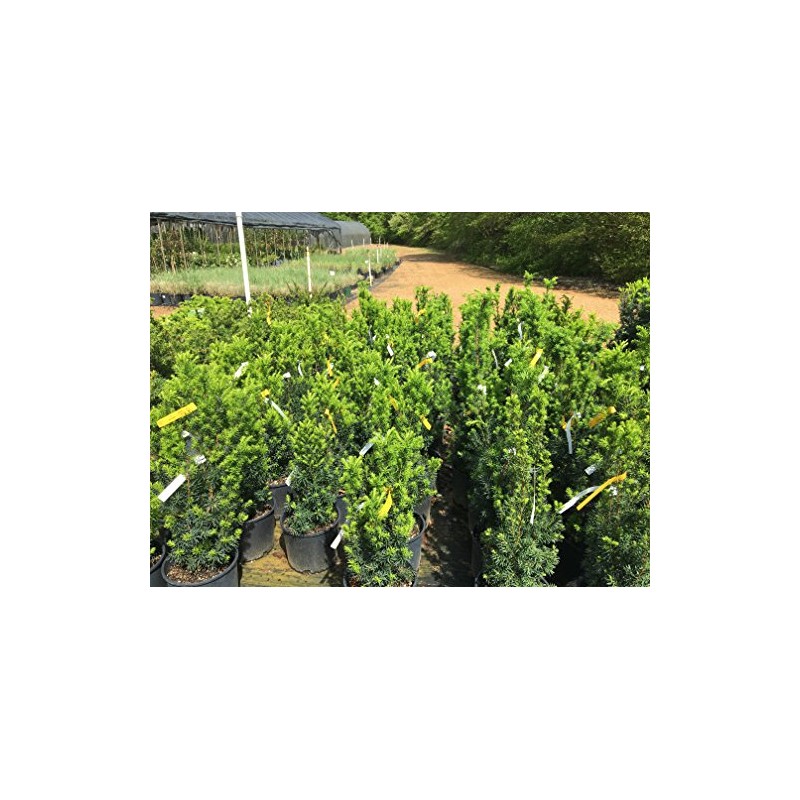 Hicks Yew (Taxus x Media 'Hicksii')