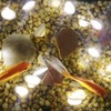 Starryfill Ocean Real Seashell 0.8"(H) 40 LED String Lights 13.85Ft