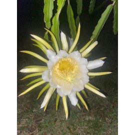 Cactus 3 FT LIVE PLANT Queen of the Night CACTUS ORCHID Night Blooming Cereus