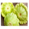 20 Bennings Green Tint Summer Squash Seeds | Non-GMO |