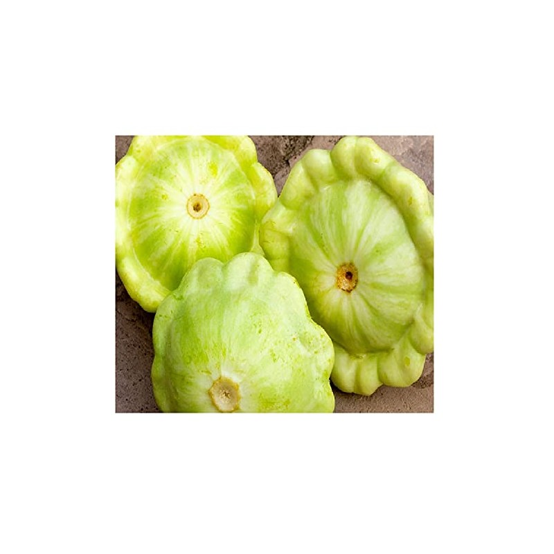 20 Bennings Green Tint Summer Squash Seeds | Non-GMO |
