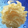 Loofah-Bath-Sponge Lace-Mesh-Set >> 2-Scrubs-in-1 by Shower Bouquet: Large Full 60g