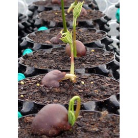 Air-Pot THAP1 per 1 Gallon Equivalent, Case of 25.8 Gallon / 3.1 Liter, Black