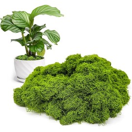 Aspamms Fake Green Moss for Potted Plants Indoor, 5.3oz Artificial Moss for Crafts, Faux Moss Decor for DIY Decorative, Model Making, Walls, Glass Containers, Home