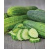 Burpee 'Straight Eight' Slicing Cucumber Seeds, 200 Non-GMO seeds, Heirloom