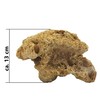 Reef Rock, 21 x 17 x 13 cm, Rock Stone