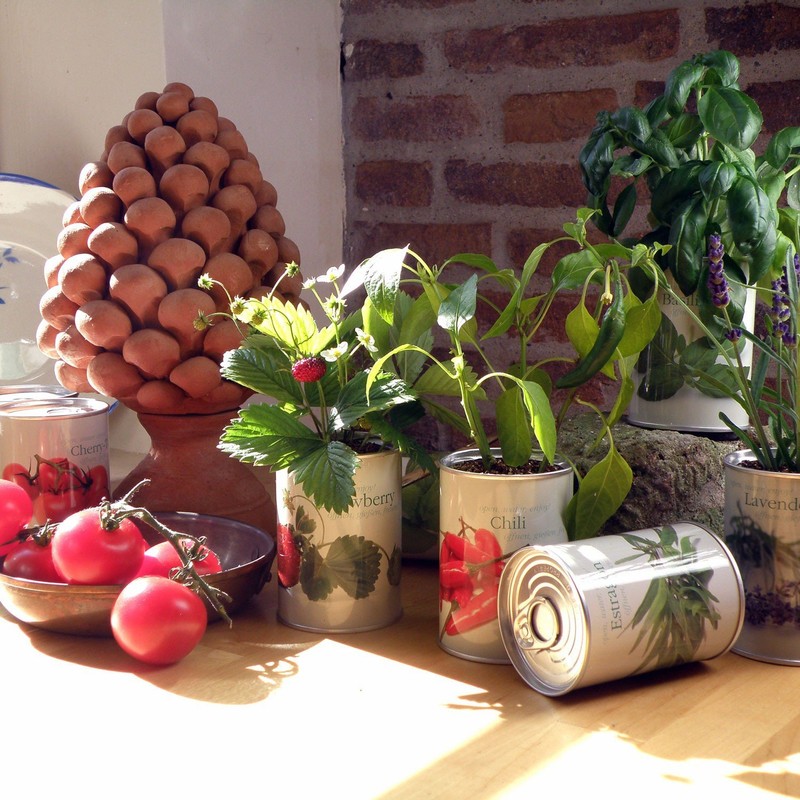 MacFlowers Flowers in a Tin - Basil/Basilico