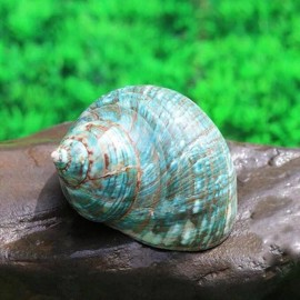 Large Natural Conch Seashell Hermit Crab Green Turbo Rare Real Crabs 4-4.5" In
