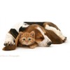 I LOVE MY PETS LLC Skin Support for Dogs -