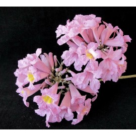 Tabebuia rosea | Apamate | Pink Poui | Pink Tecoma |Rosy Trumpet Tree | 20_Seeds