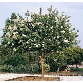 Crape Myrtle Natchez | 10 Live Plants | Lagerstroemia Indica | Beautiful Low Maintenance White Blooming Flowering Tree
