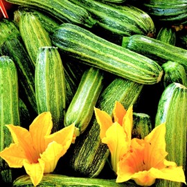 TomorrowSeeds - Costata Romanesco Zucchini Seeds - 60+ Count - for 2025 Planting Ribbed Italian Striped Roman Summer Squash Heirloom Courgette Garden Vegetable Grow Your Own Home Farm Patio Healthy