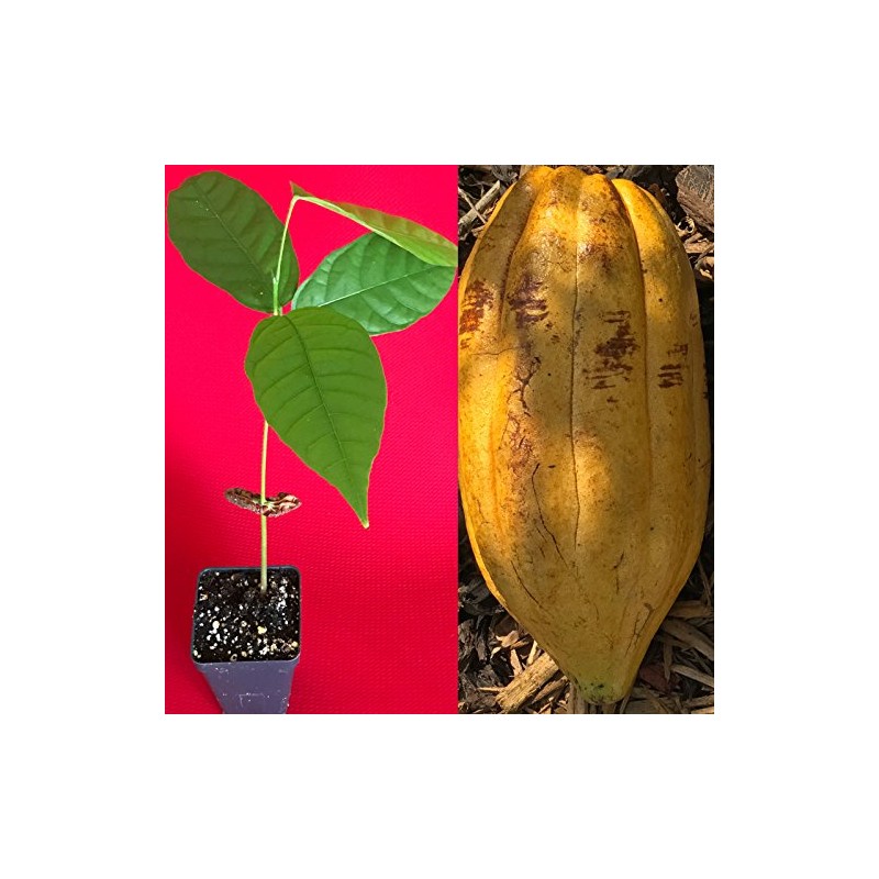 TRINITARIO Theobroma Cacao Cocoa Chocolate Fruit Tree Potted Plant Yellow