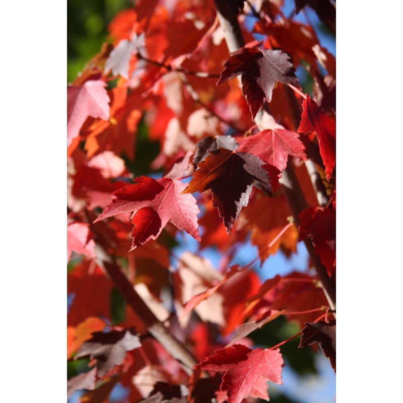 Tree Sun Valley Red Maple Tree - 8-14" Tall -