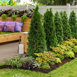 Blooming & Beautiful - North Pole Arborvitae - 3 gal - Proven Winners - Narrow Evergreen Shrub - Excellent Privacy Screens - Zones 3-8 - Thuja occidentalis 'Art BOE' PP22174-3 Gallon Pot