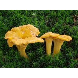 Chanterelle Mushroom (Cantharellus cibarius) Mycelium Spawn Dried Seeds (25g) by Garden Pleasure