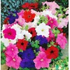 22Day Seeds: Seeds Petunia Unicum Mix/Petunia x hybrida/Annual Flowers