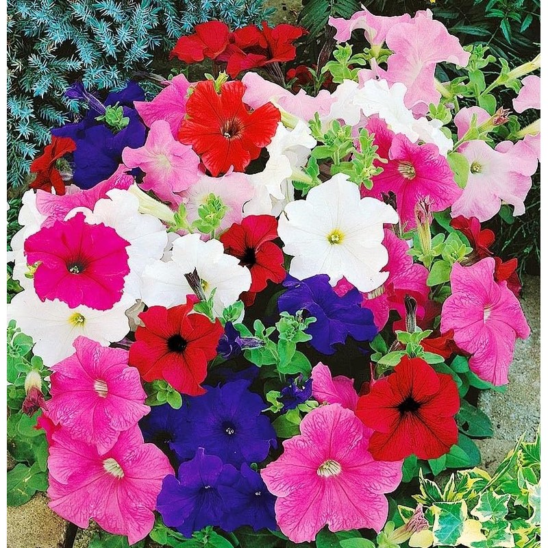 22Day Seeds: Seeds Petunia Unicum Mix/Petunia x hybrida/Annual Flowers