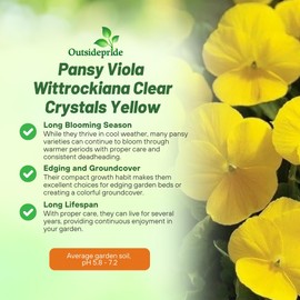 Outsidepride 1000 Seeds Viola Pansy Yellow Flower Seeds for Planting