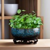 MaiQidd Lotus Bowl Planter, Lotus Bowls for Planting in Water