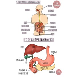Digestive System Science Poster | 12-Inches By 18-Inches Inspirational Motivational Educational Classroom Posters |Great Gift Ideas For Teachers | P1034