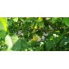 Tree 10 Meyer Lemon Seeds Organic 🍋 Freshly Harvested 01/25