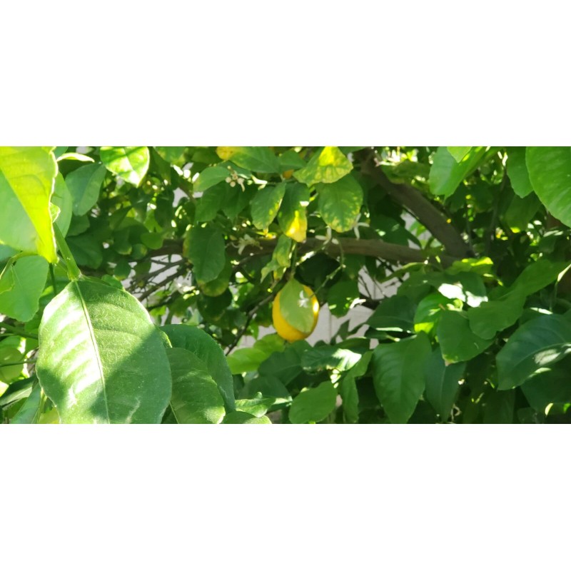 Tree 10 Meyer Lemon Seeds Organic 🍋 Freshly Harvested 01/25