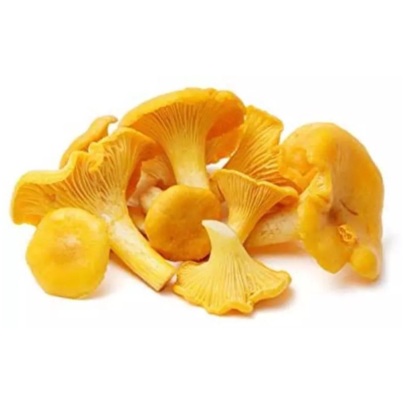 Chanterelle Mushroom Spores in Sawdust Bag Garden Grow Kit Makes