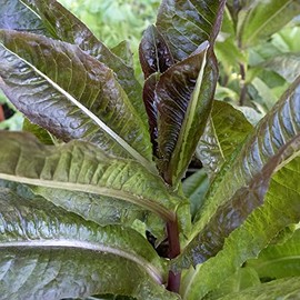Silvia Romaine Lettuce Seeds - 0.25 Oz ~6250 Seeds - Non-GMO - Vegetable Garden - Lactuca Sativa