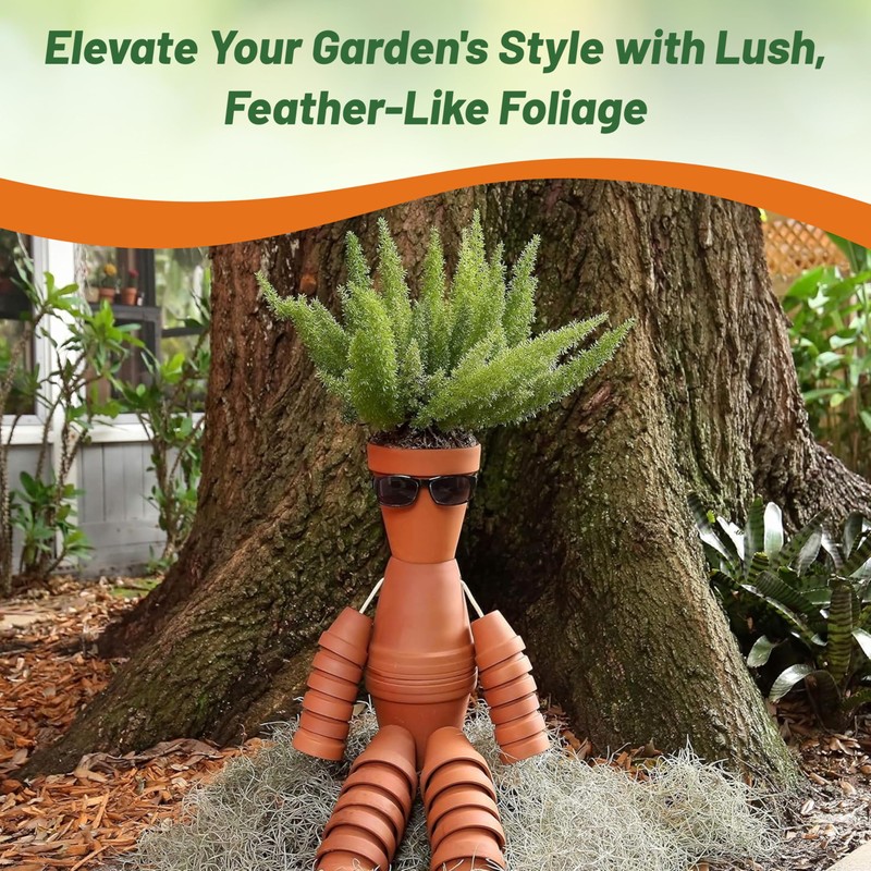 Outsidepride Meyeri Asparagus Fern Seeds - 20 Pcs. Perennial, Easy