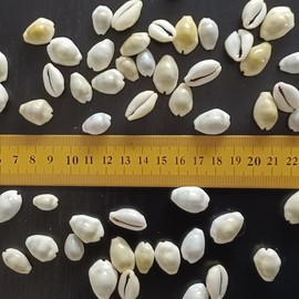 Cowrie Shells 100 g, Natural Cream Shells, Shell Beads for Boho Hippie Jewellery, Necklaces and Bracelets, Cauri Shells Decorative Jewellery