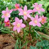 Votaniki Zephyranthes Robustus (Pink Rain Lily) XXL Top Size Bulbs