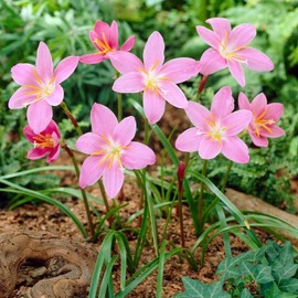Votaniki Zephyranthes Robustus (Pink Rain Lily) XXL Top Size Bulbs — Hardy Perennial for Garden and Containers | Summer Blooming Pink Rain Lily, Easy-to-Grow (12 Pack)