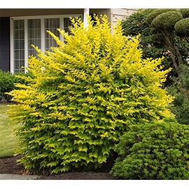 AMERICAN PLANT EXCHANGE Ligustrum Howardii (Gold) Live Plant, 3 Gallon