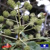 Maxboba Angelica Herb Seeds Non-GMO Heirloom - 100 Seeds