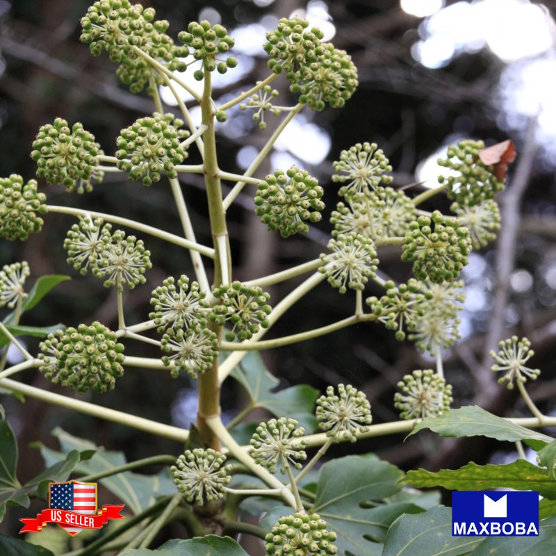 Maxboba Angelica Herb Seeds Non-GMO Heirloom - 100 Seeds
