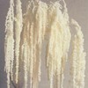 5 Pcs Cream White Hanging Amaranthus, 23" Preserved Cascading Flowers