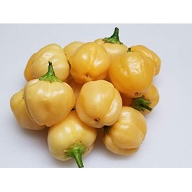 Peachadew Pepper 10+ Seeds