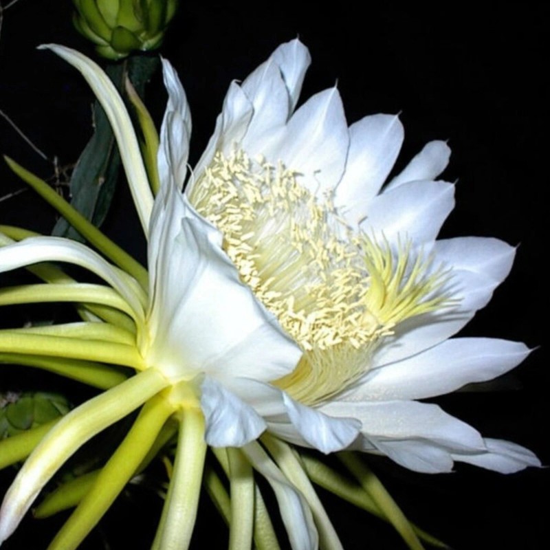 Gardenia Cultivate Enchantment with 200Pcs Dragon Fruit Seeds