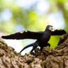 Safari Ltd. Wild Safari® Prehistoric World Dinosaur 304129 - Microraptor