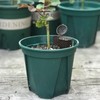 50 Pcs Brown Plastic Fertilizer Mesh Basket with Lid Planting