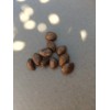 Tree 10 Organic fresh Loquat tree seeds from California bay